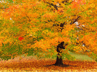 http://cfile266.uf.daum.net/image/241F724852775A08174D57