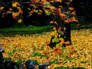 http://cfile266.uf.daum.net/image/2151444E52775A2C13C5EE