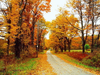 http://cfile269.uf.daum.net/image/262FDC4752775A501AD41B