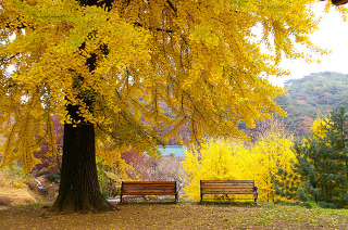 http://cfile296.uf.daum.net/image/23215C4D52775A70084055