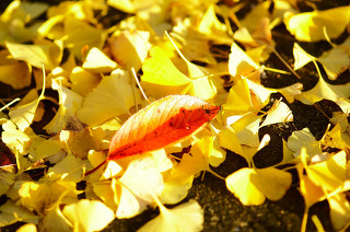 http://cfile269.uf.daum.net/image/2552B84C52775A920FB9BA
